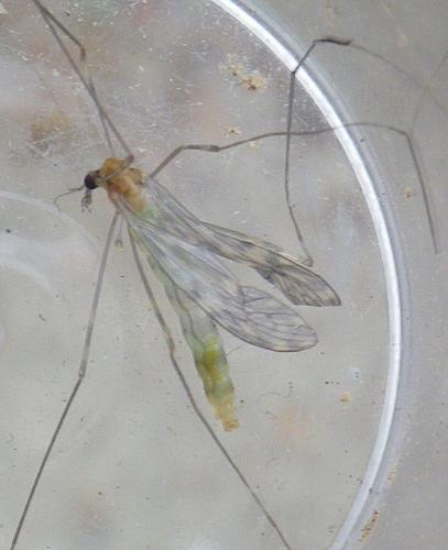 Réf. 180 498 : Limonia nubeculosa